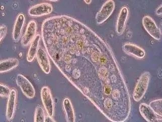 水(shuǐ)處理(lǐ)中的(de)那些微生物(wù)